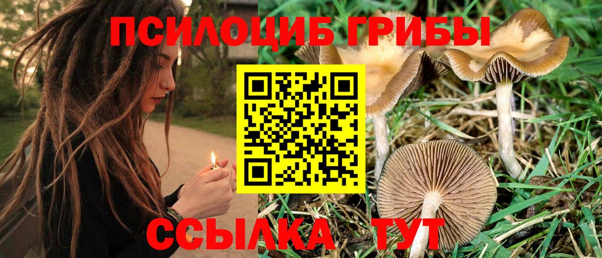 Псилоцибиновые грибы Psilocybine cubensis Усолье-Сибирское